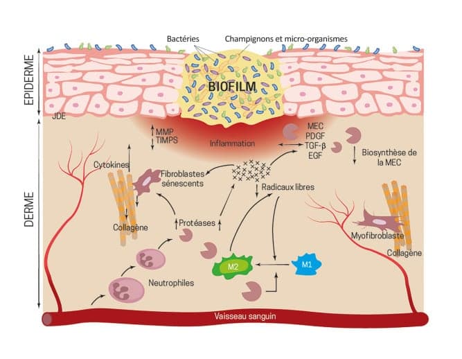 Diagram of prebiotics, probiotics and postbiotics